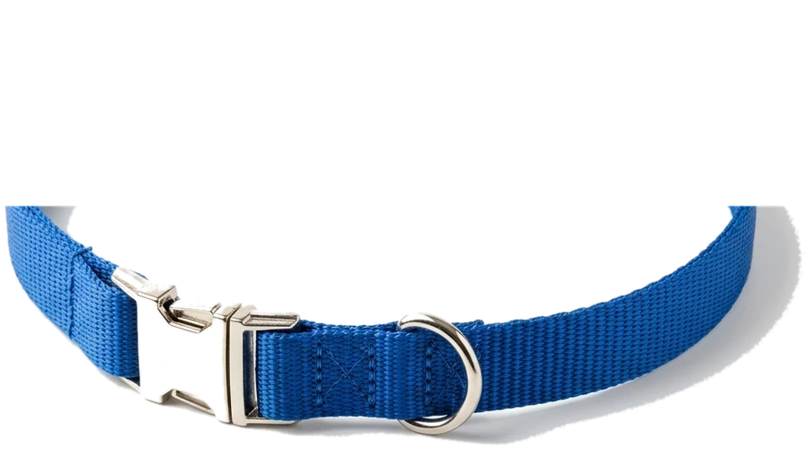 Blue pet collar resting around the vial base