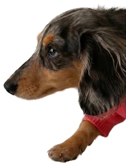 Dachshund walking in to check out the vial